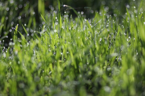 grass  dew  wet