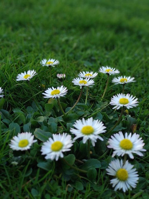 grass  flora  nature