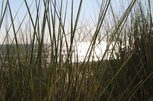 grass grasses beach