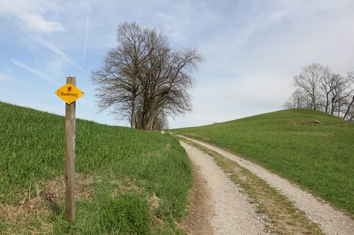 grass  road  nature