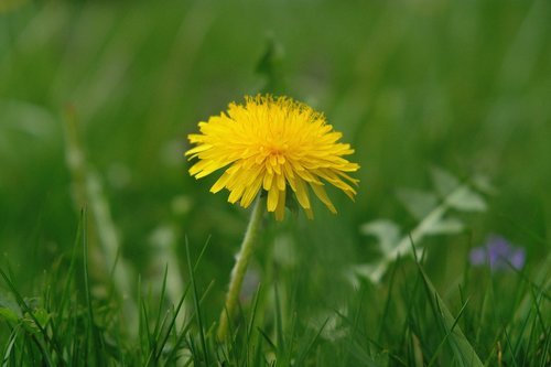 grass  nature  meadow