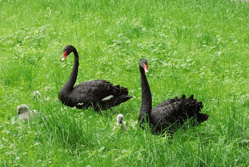 grass  nature  bird