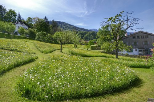 grass  nature  landscape