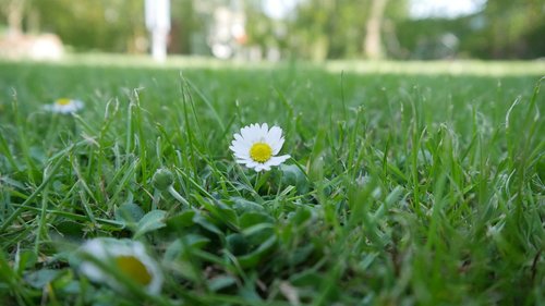 grass  meadow  plant