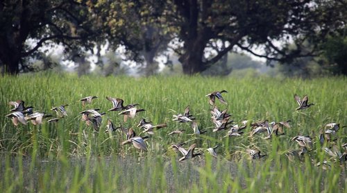 grass  nature  field