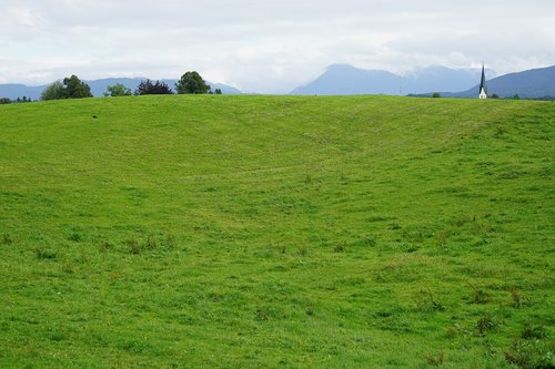 grass  nature  field