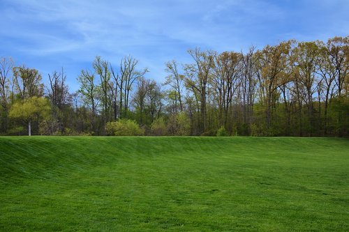 grass  landscape  tree