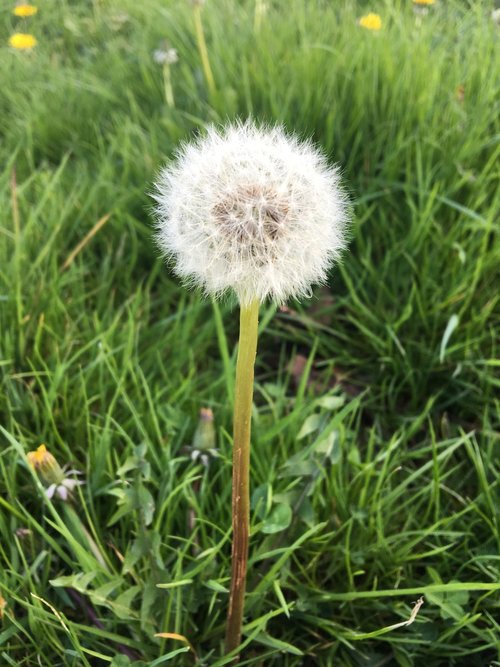 grass  nature  summer