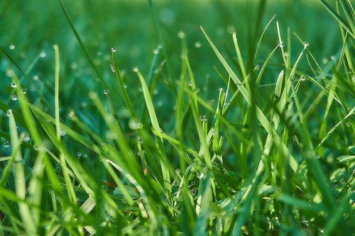 grass  fly  blades of grass