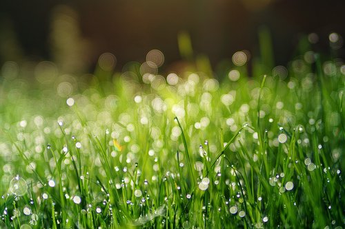grass  meadow  dew