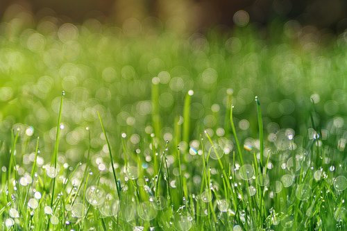 grass  meadow  dew