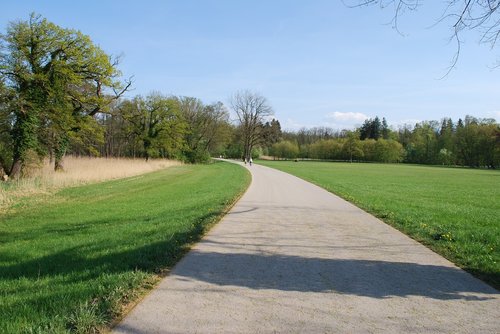 grass  tree  road