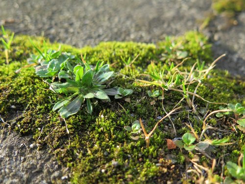 grass  pavement  city