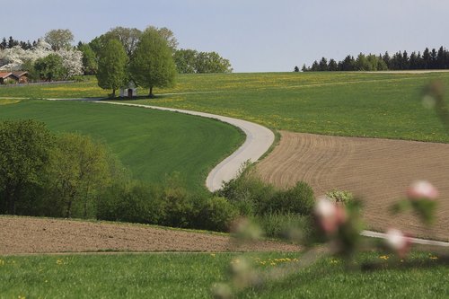 grass  landscape  tree