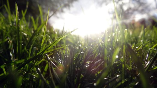 grass  nature  flora