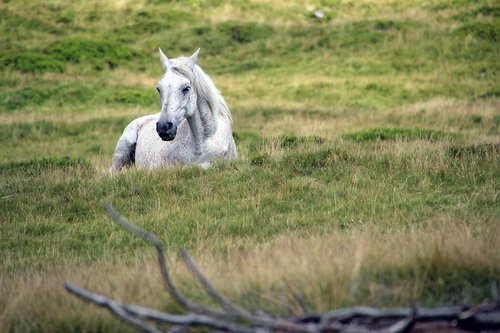 grass  animal  field