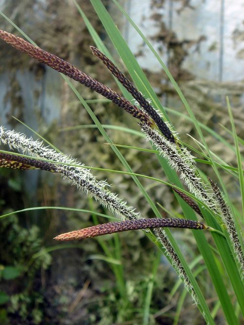 grass blades of grass spring