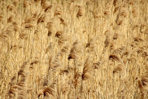 grass  dry plants  vegetation