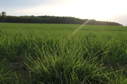 grass  panorama  field