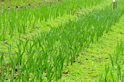 grass  growth  flora