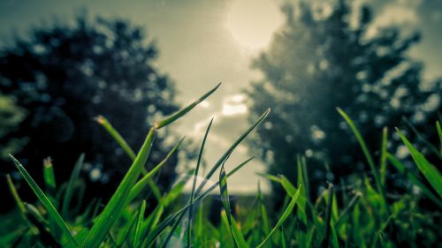 grass trees nature