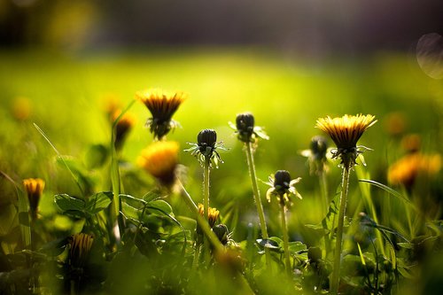 grass  nature  plant