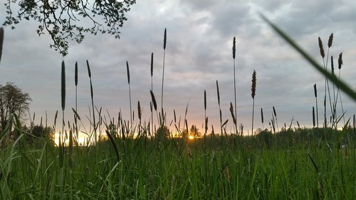 grass  nature  growth