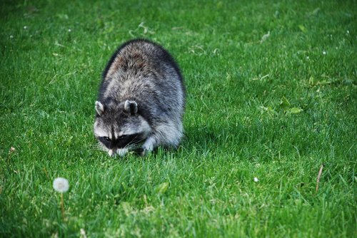 grass  nature  animal