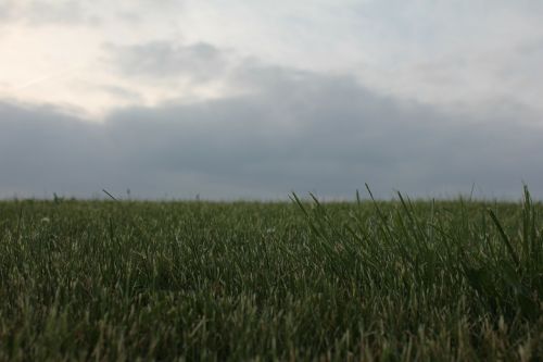 grass landscape overcast