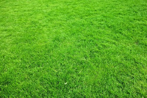 grass  lawn  garden