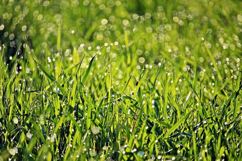 grass  dew  spring