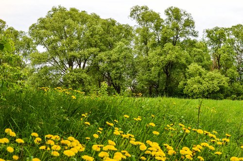 grass  meadow  field