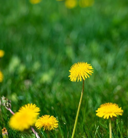 grass  green  dandelion