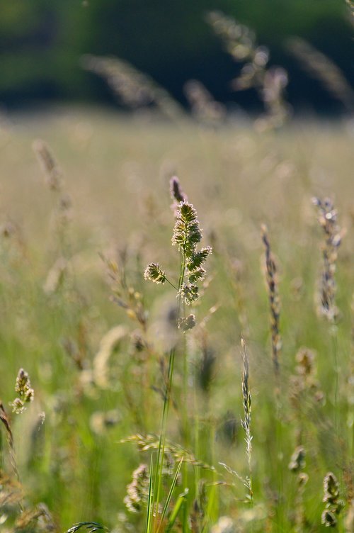 grass  mature grass  field