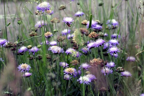 grass  flowers  wild