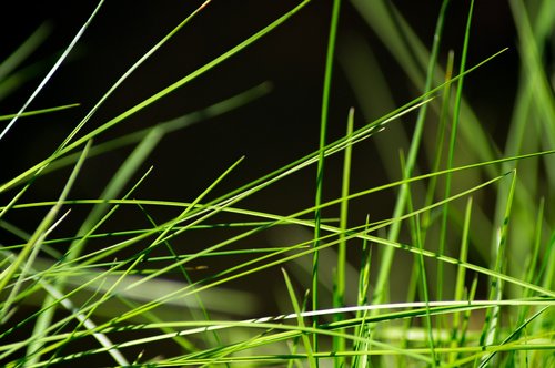 grass  meadow  close up