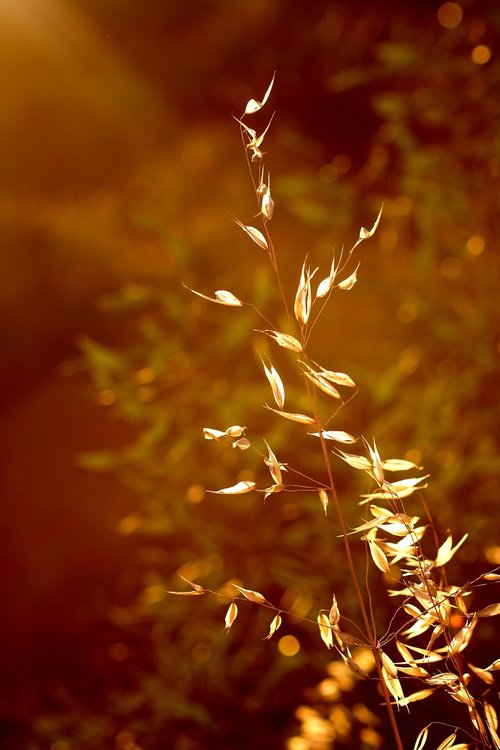 grass  light  lit