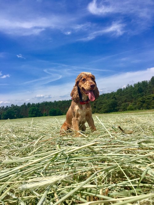 grass  nature  field