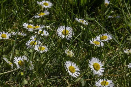 grass  daisy  macro
