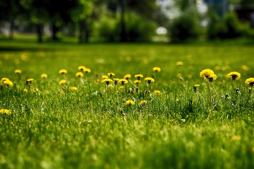grass  dandelion  nature