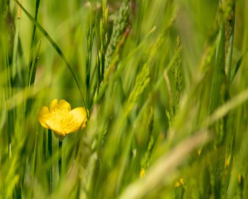 grass  flower  yellow