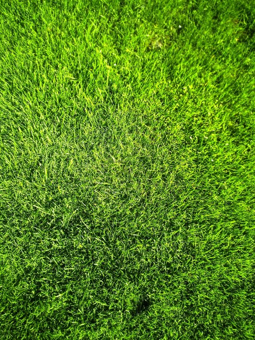 grass  lawn  green