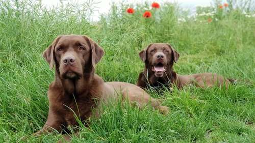 grass  dog  cute