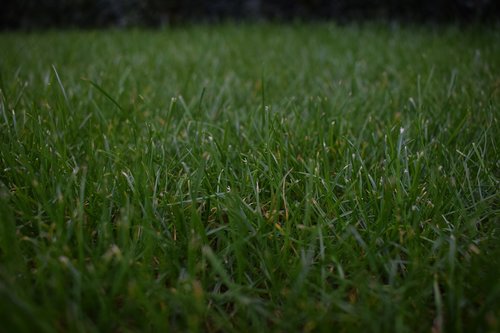 grass  closeup  background