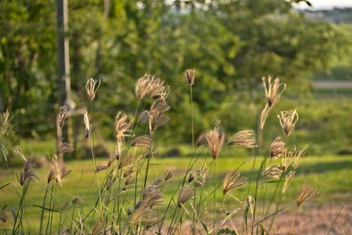 grass  growth  nature