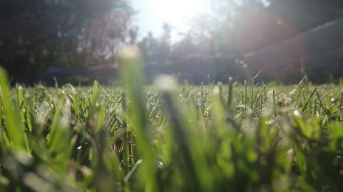 grass straws sun