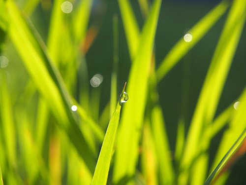 grass  green  dewdrop