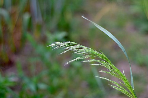 grass  blade  meadow