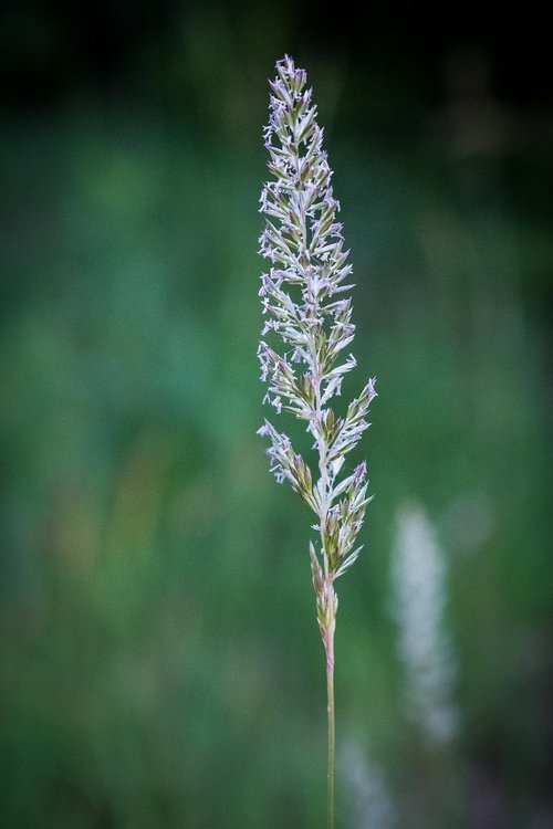 grass  ear  plant