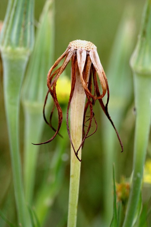 grass  flower  nature